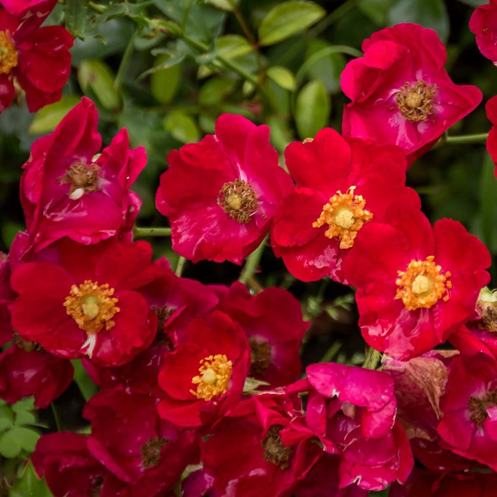 Rosa Vesuvia