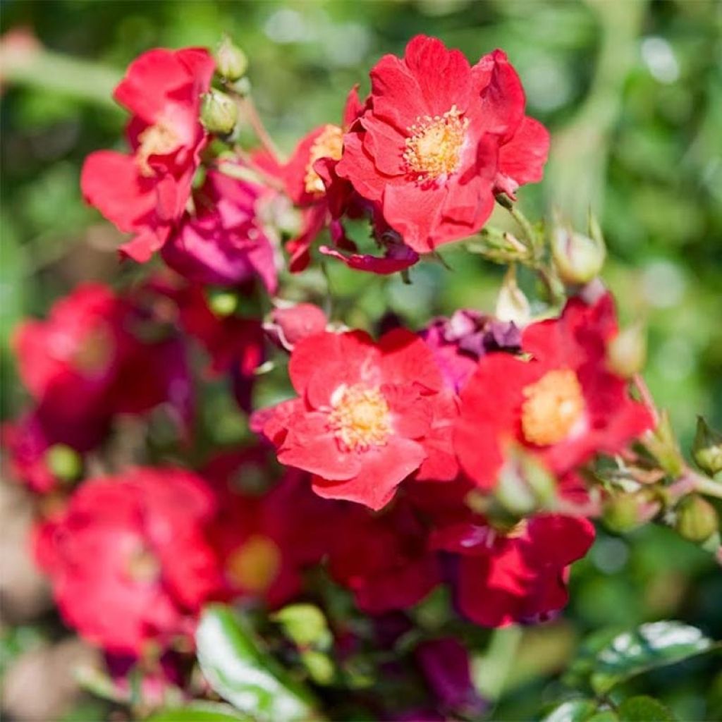 Rosa Vesuvia