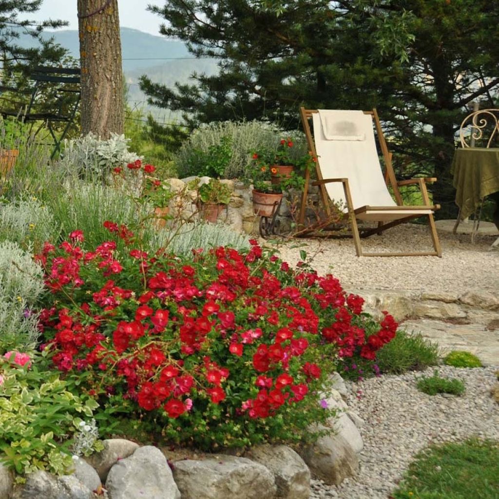 Rosa Vesuvia