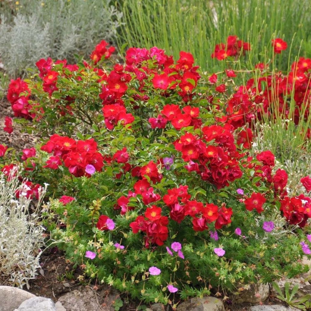 Rosa Vesuvia