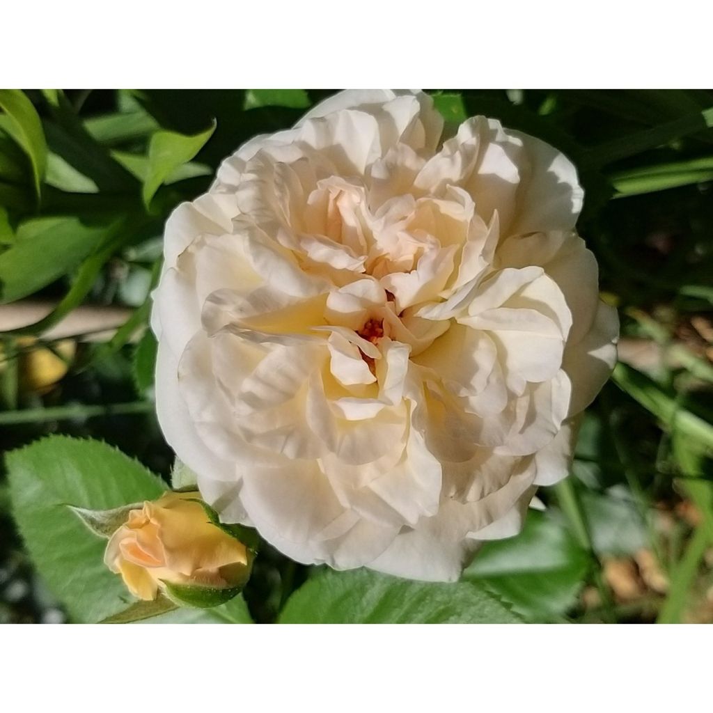 Rosal Amber Voluptia