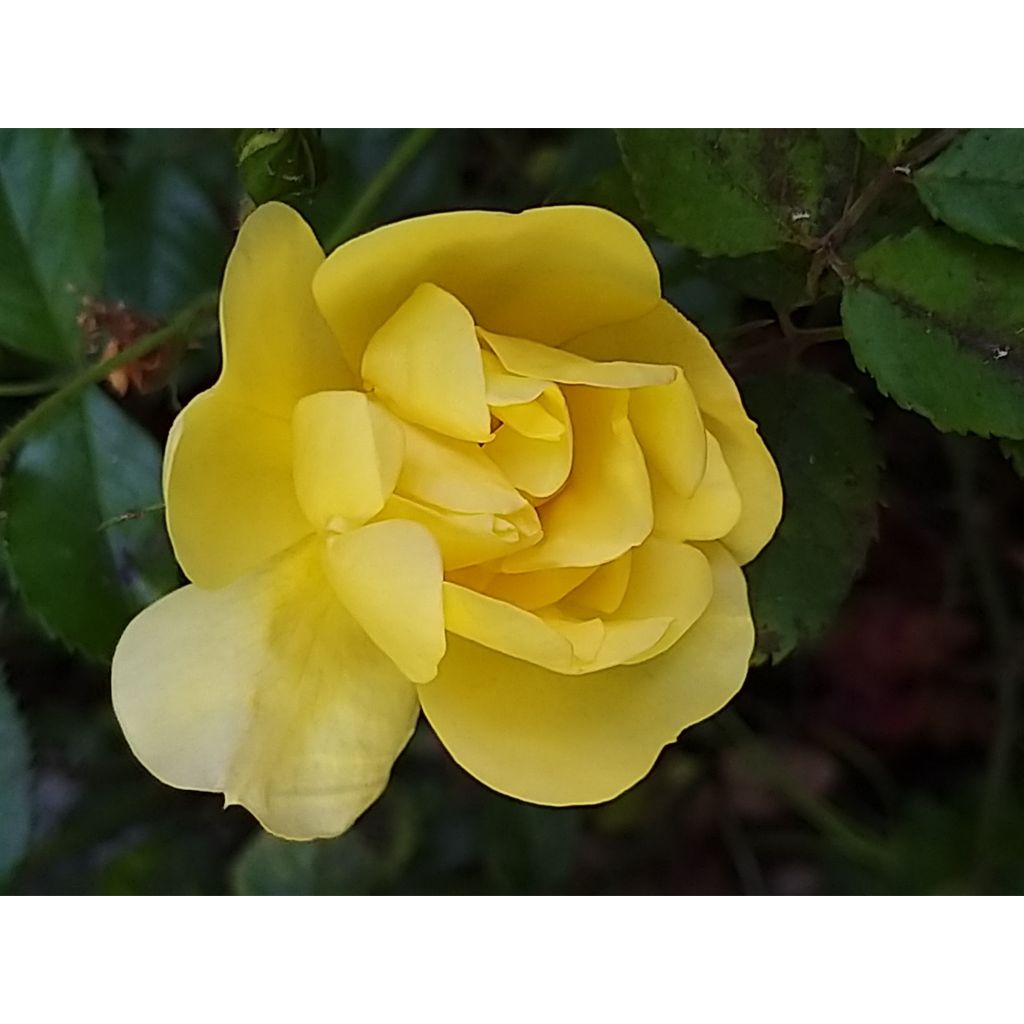 Rosal Celina