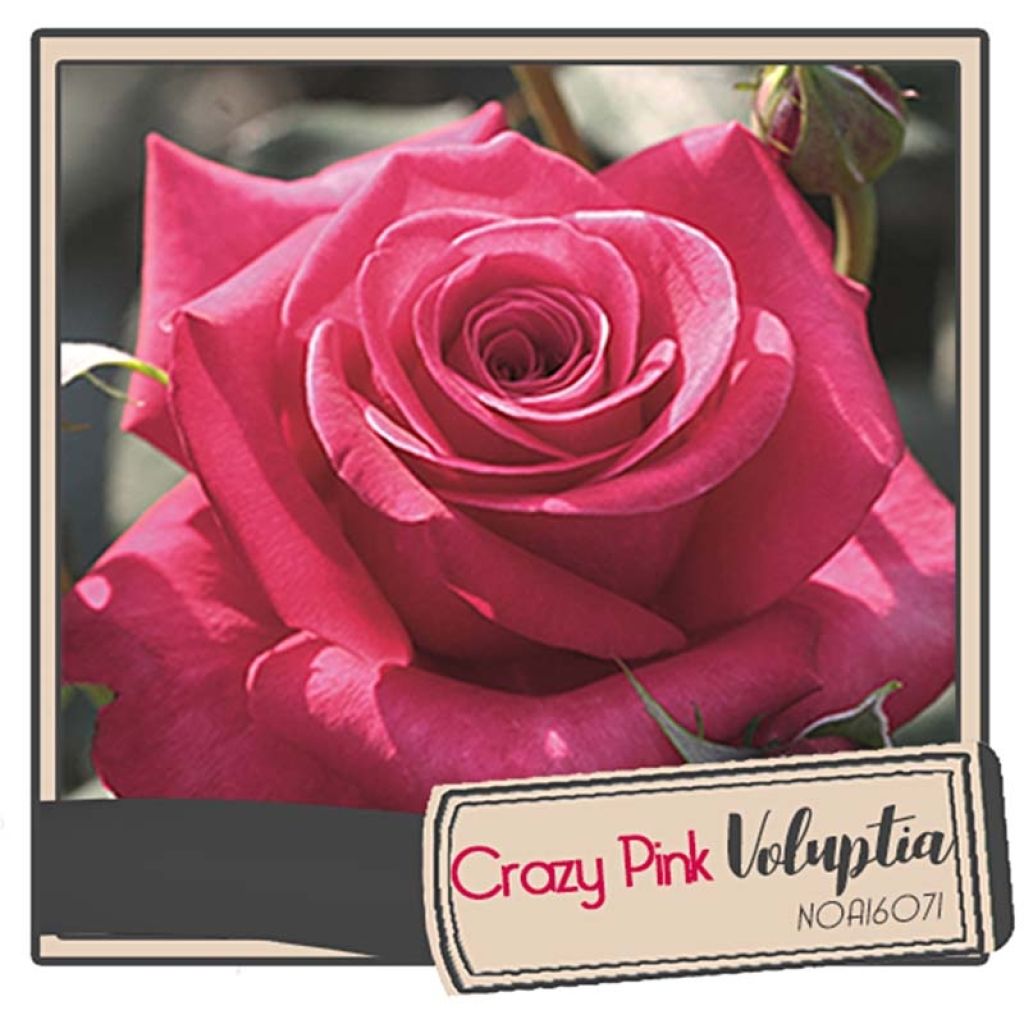 Rosal Crazy Pink Voluptia