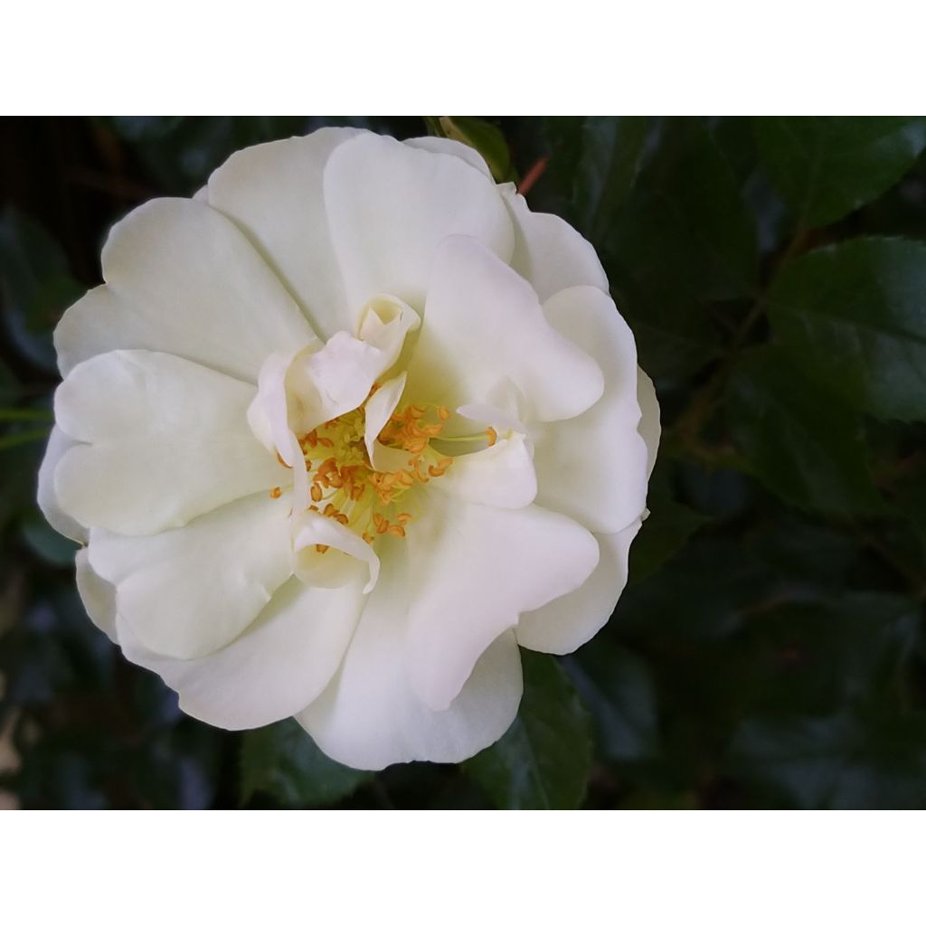 Rosal NOAschnee