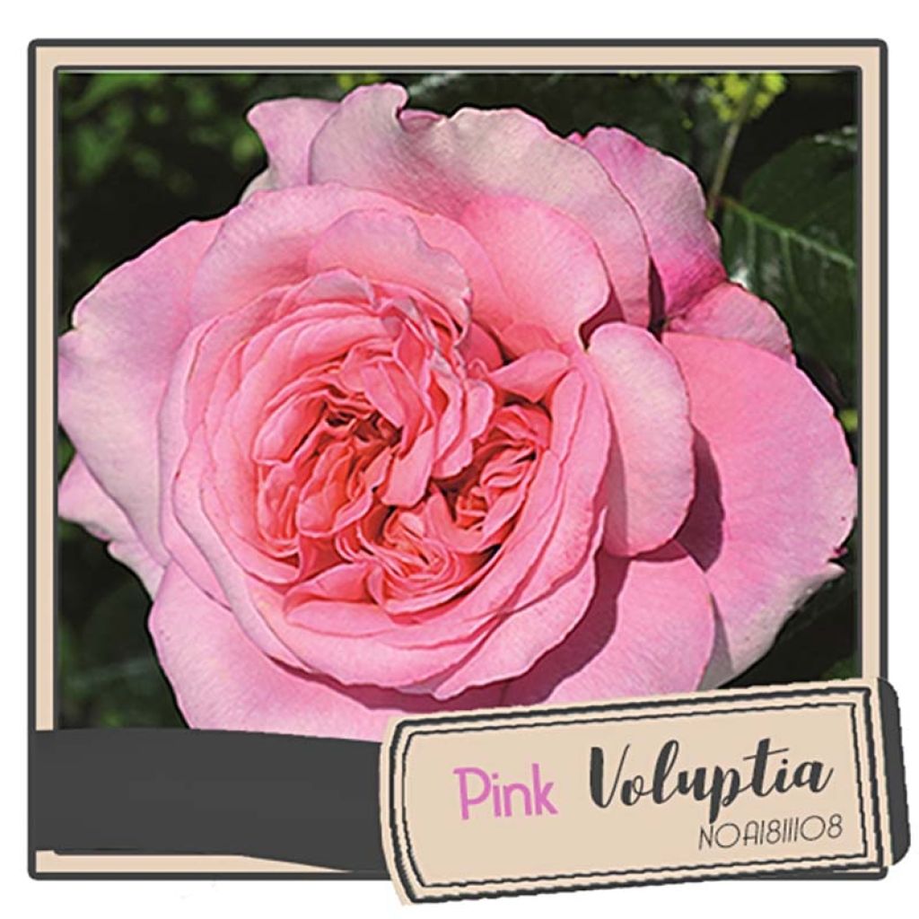 Rosal Pink Voluptia
