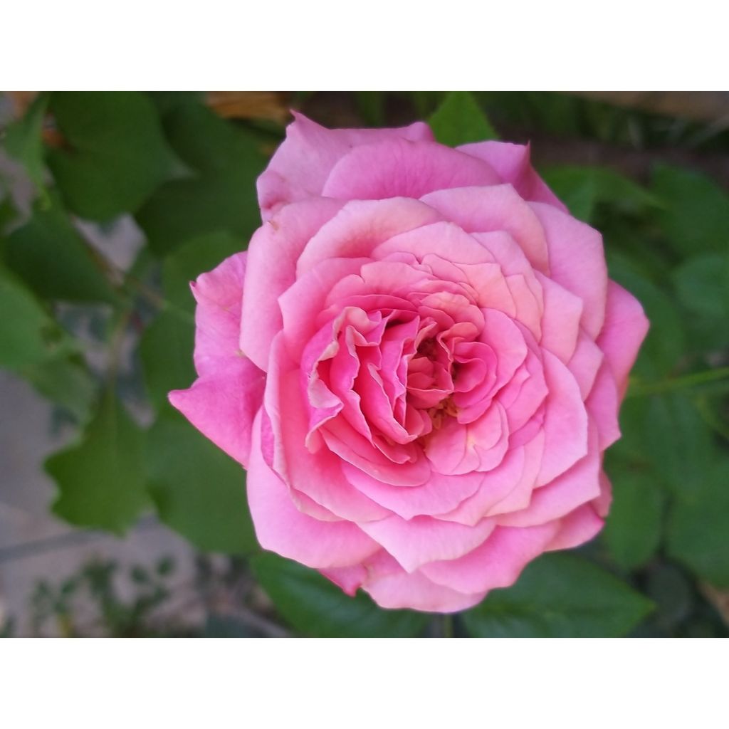 Rosal Pink Voluptia