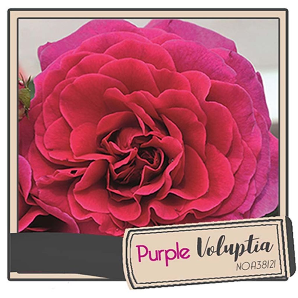 Rosal Purple Voluptia