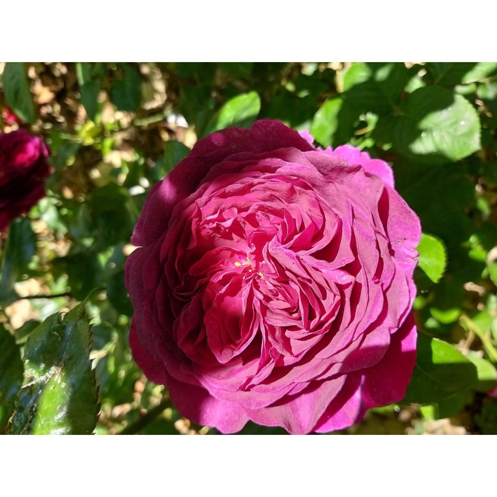 Rosal Purple Voluptia