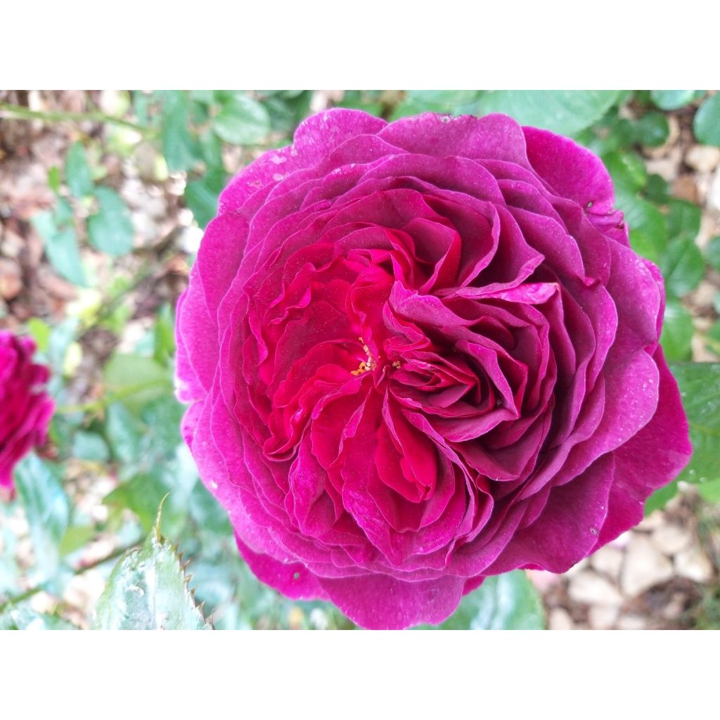 Rosal Purple Voluptia