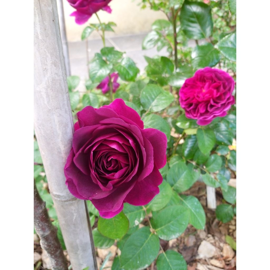 Rosal Purple Voluptia