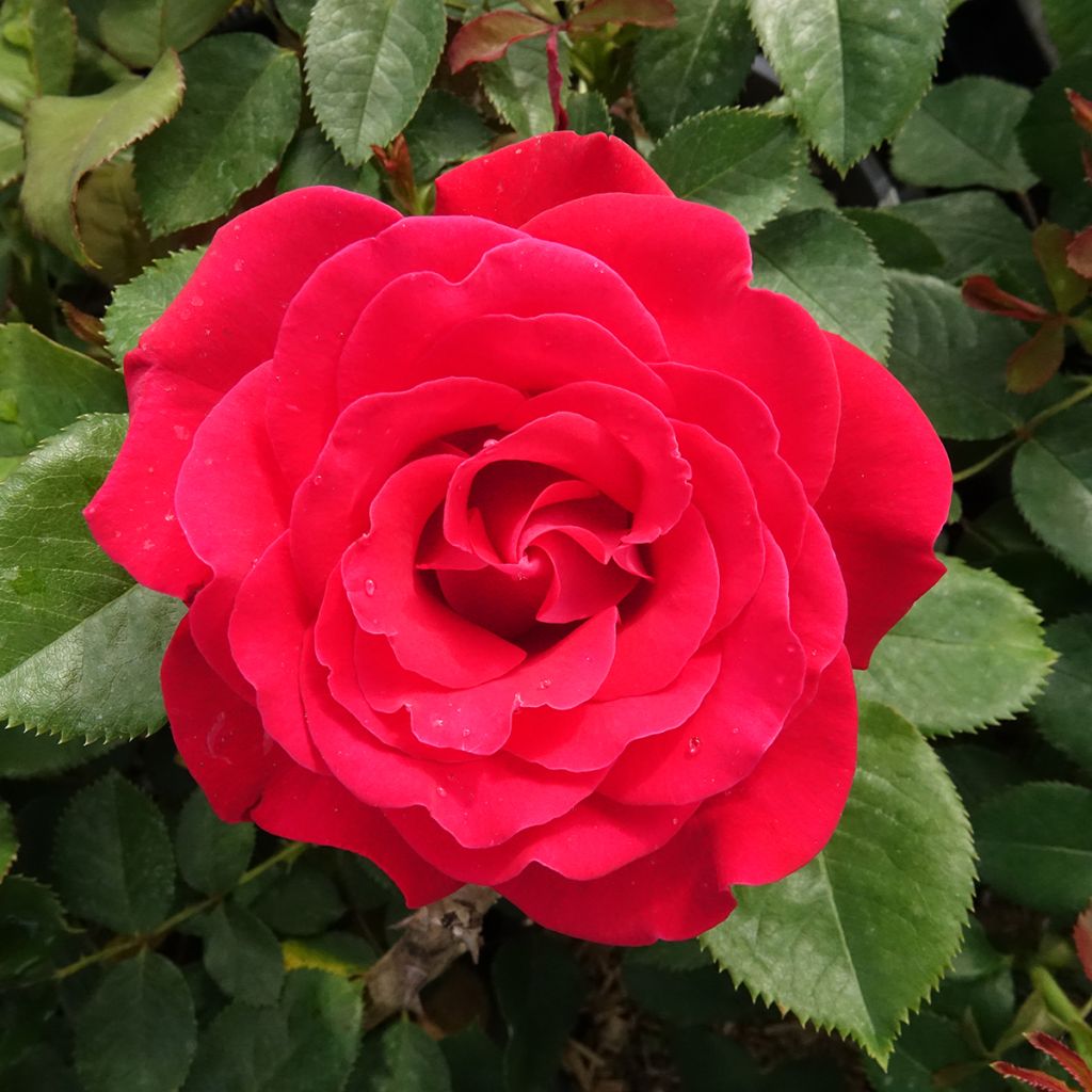 Rosa Dominica Intercomdoor - Rosal de flores grandes