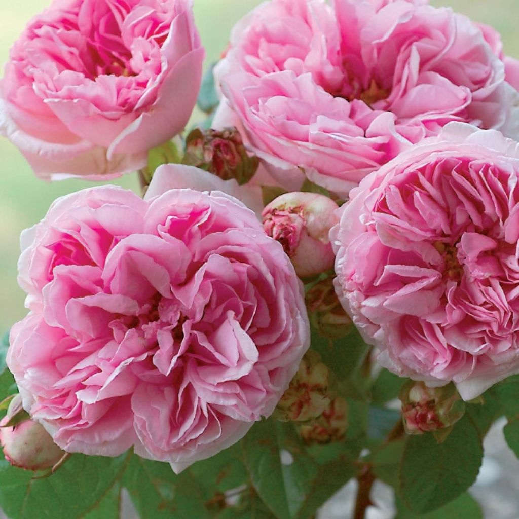 Rosal Madame Ernest Calvat