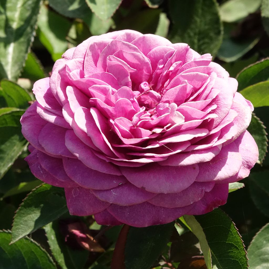 Rosa polyantha Heidi Klum - Rosal de flores agrupadas