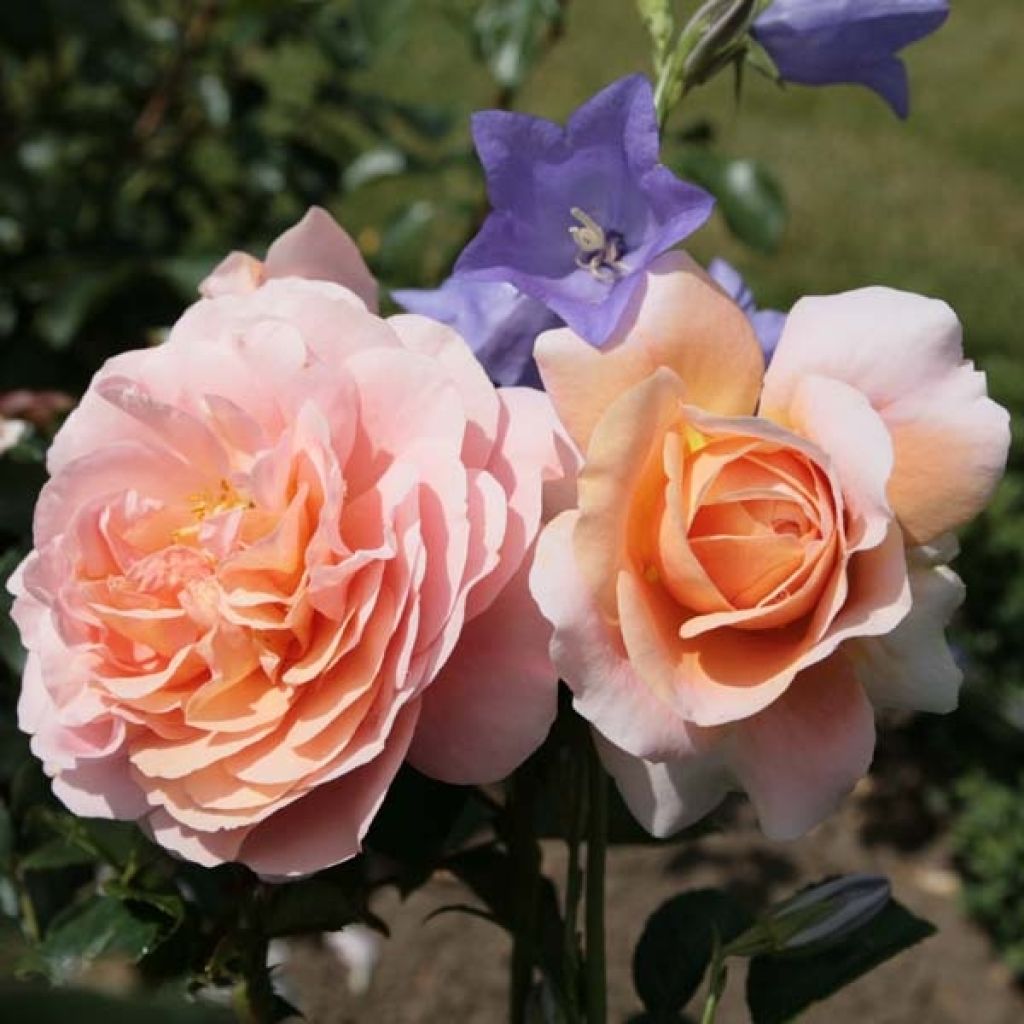 Rosal Garden of Roses