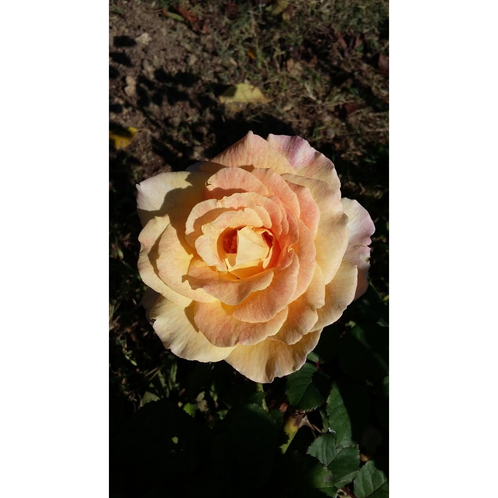 Rosal GeneRosa Fiona Gelin