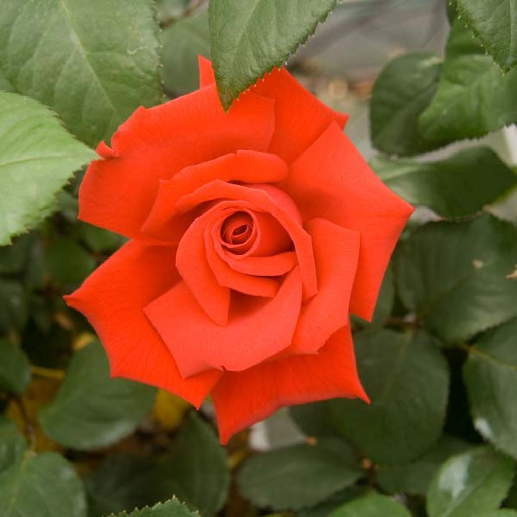 Rosal Grande Amore