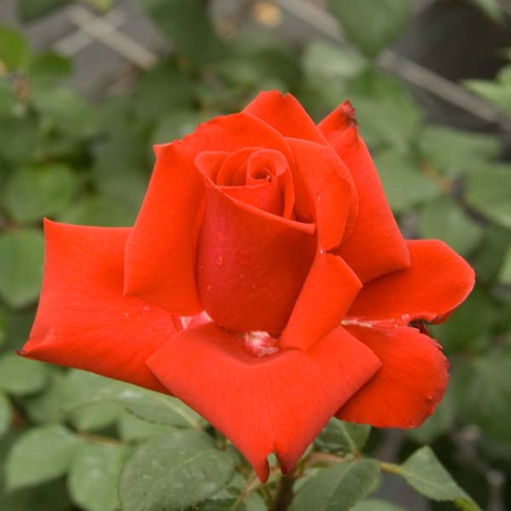Rosal Grande Amore