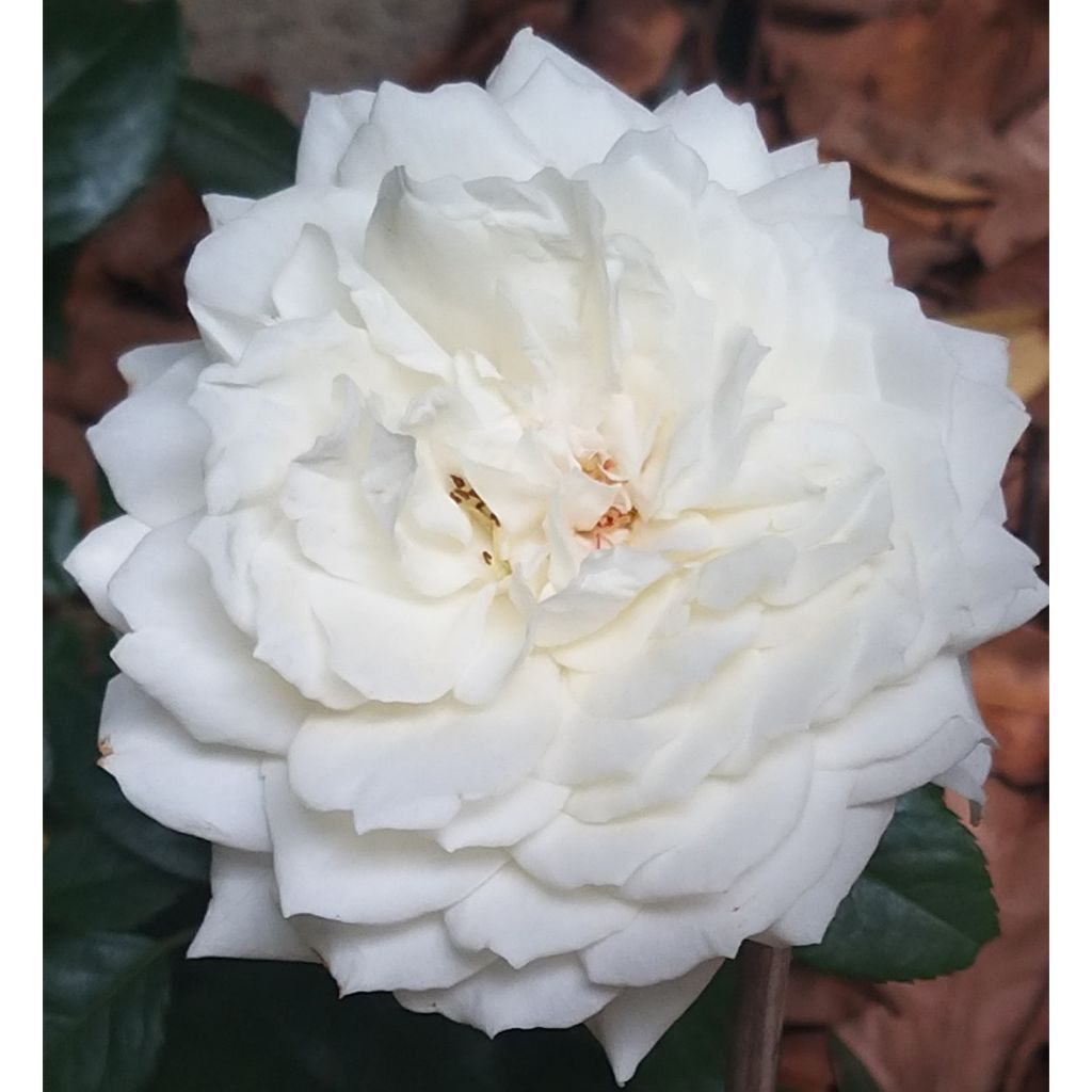 Rosal Alaska - Rosal trepador