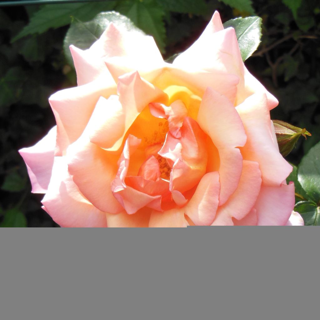 Rosal Compassion - Rosal trepador