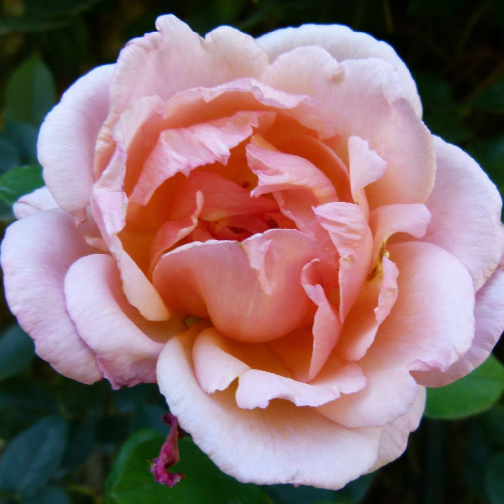 Rosal Compassion - Rosal trepador