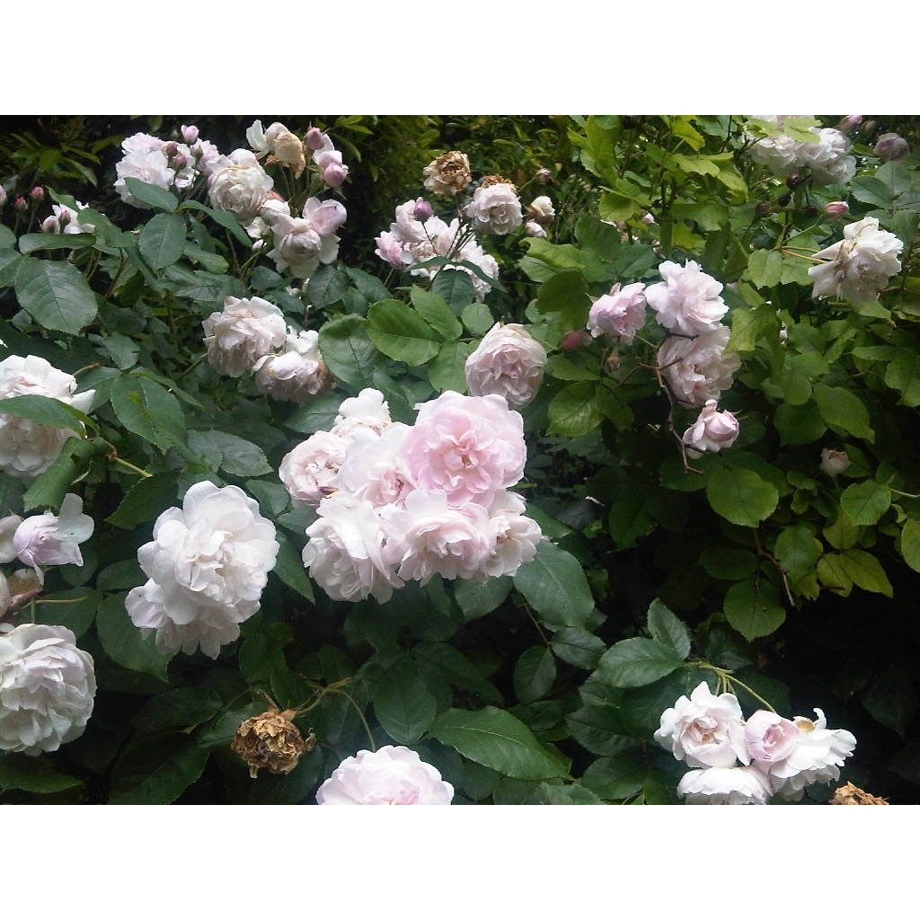 Rosal Blush Noisette - Rosal trepador