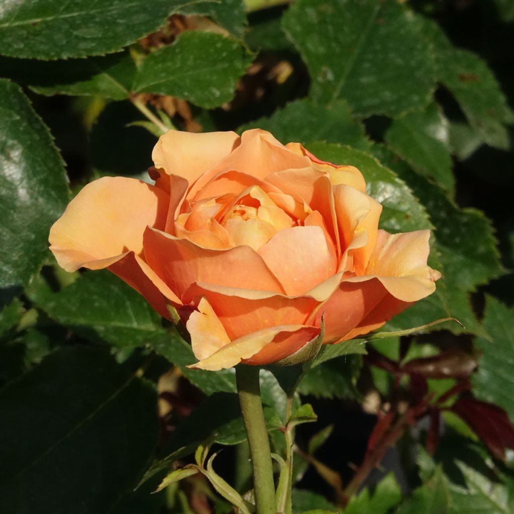 Rosal Disting'O Orange