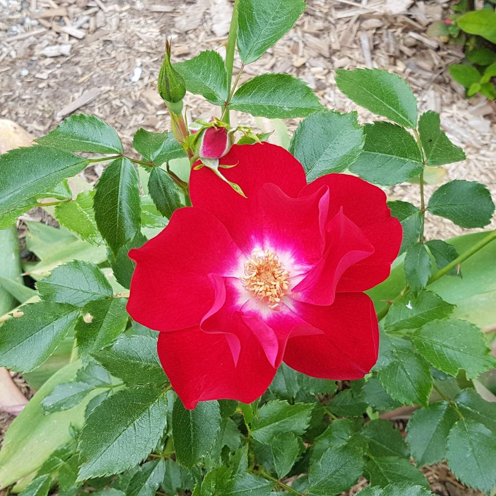 Rosal Dortmund - Rosal trepador