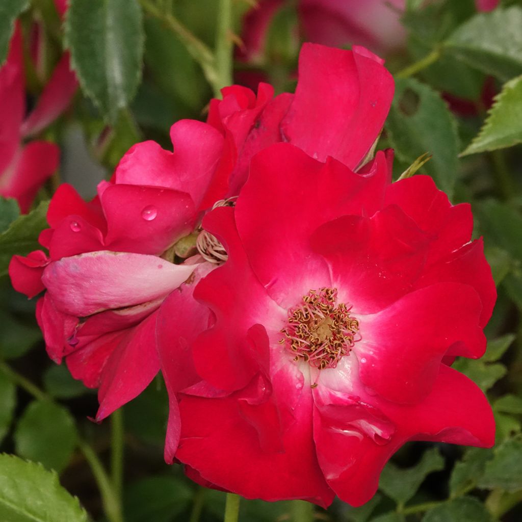 Rosal Dortmund - Rosal trepador