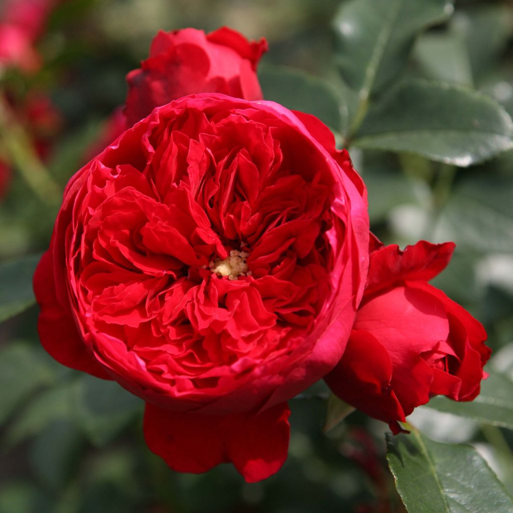 Rosal Florentina - Rosal trepador