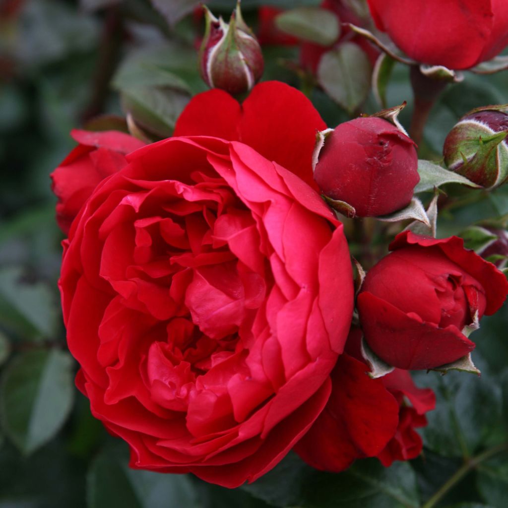 Rosal Florentina - Rosal trepador