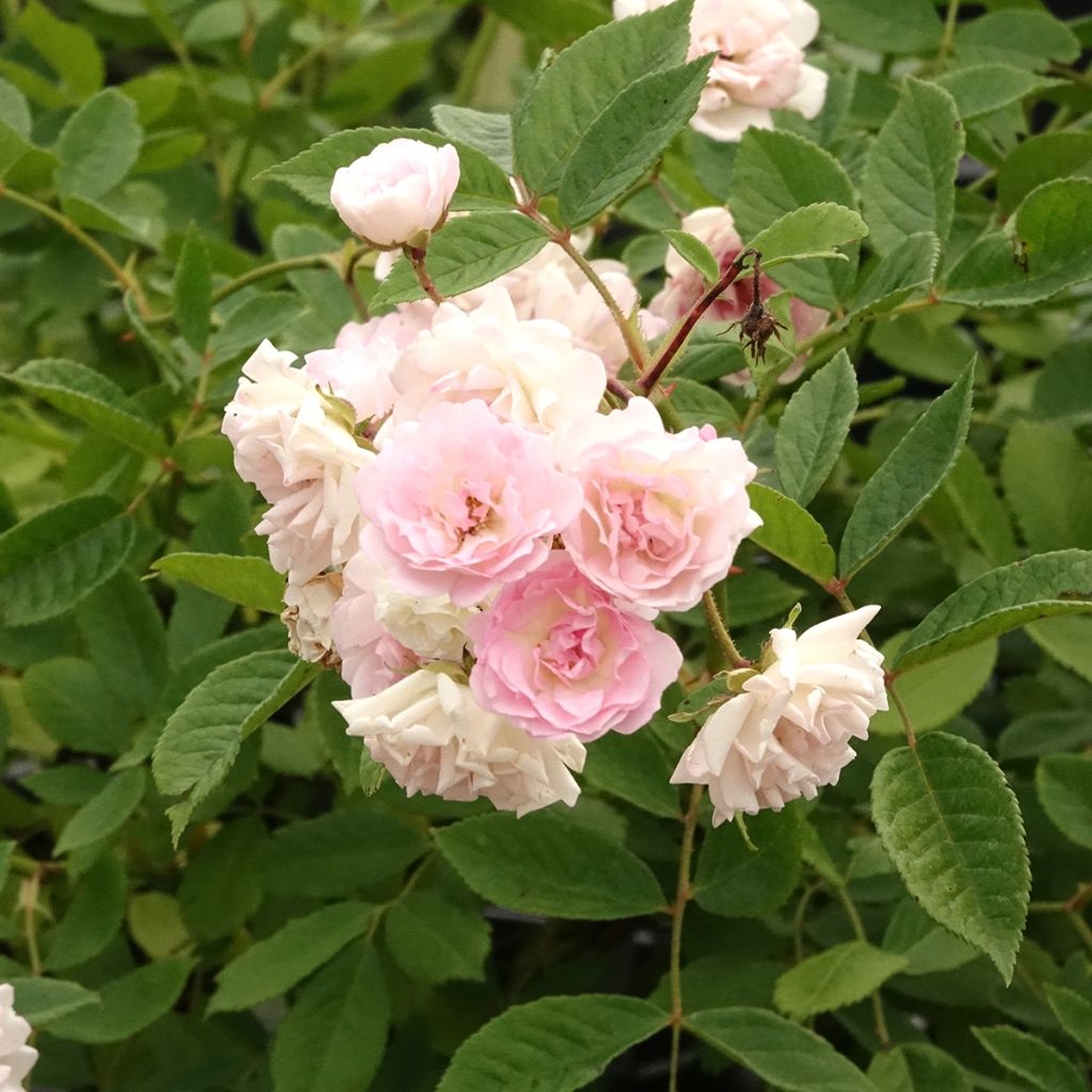 Rosal Frau Eva Schubert - Rosal trepador