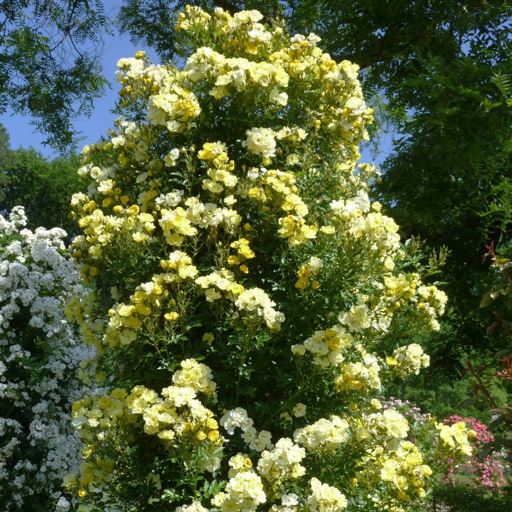 Rosal Golden Age - Rosal trepador