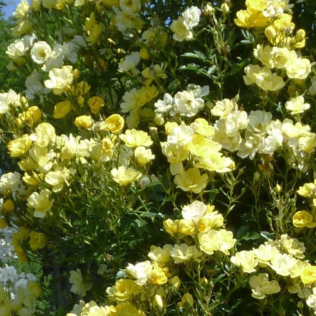 Rosal Golden Age - Rosal trepador