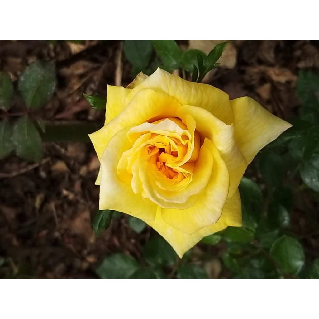 Rosal Goldfassade - Rosal trepador