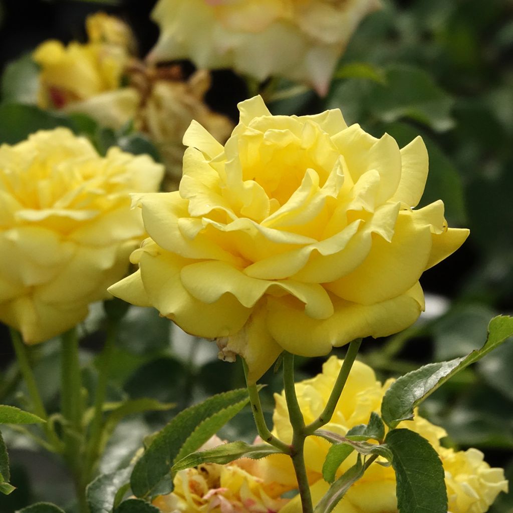 Rosal Goldfassade - Rosal trepador