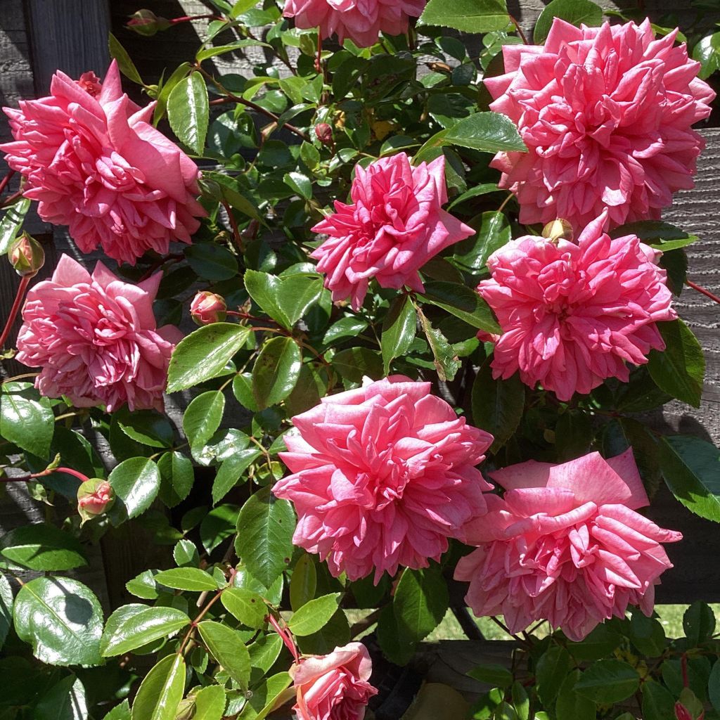 Rosal Paul Transon - Rosal trepador