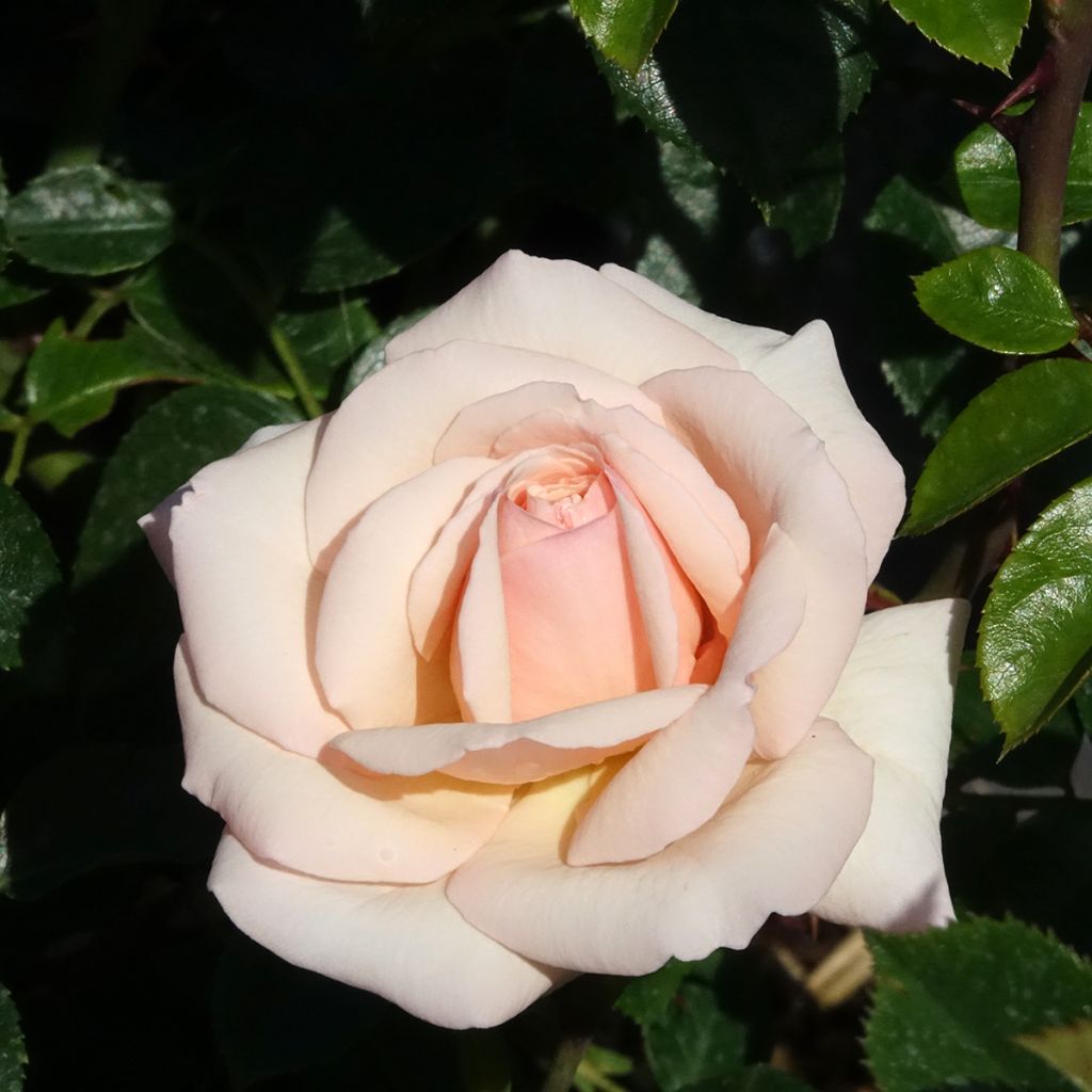 Rosal Penny Lane - Rosal trepador