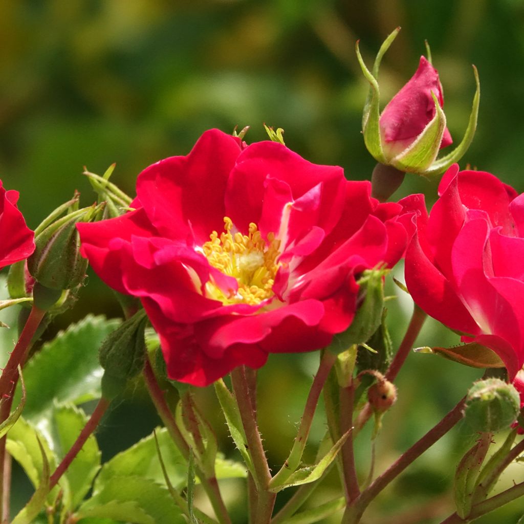 Rosal Rambling Rosie - Rosal trepador