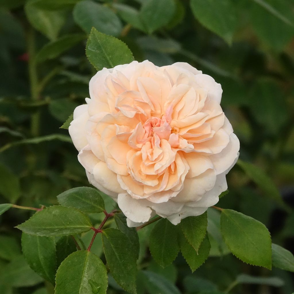 Rosal Sabrina - Rosal trepador