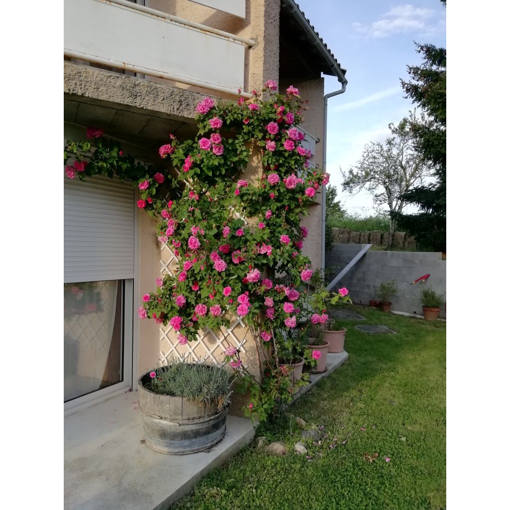 Rosal Zéphirine Drouhin - Rosal trepador