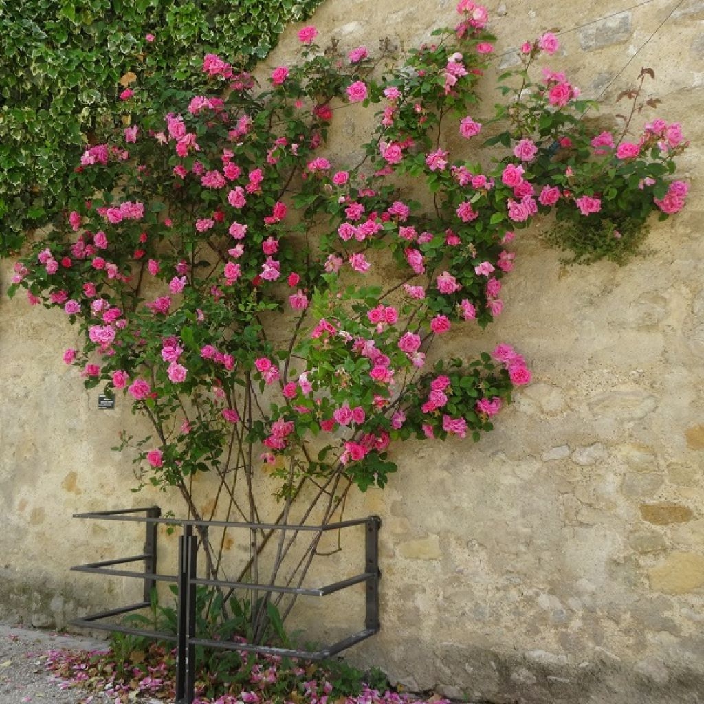 Rosal Zéphirine Drouhin - Rosal trepador