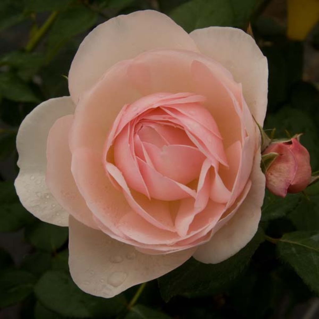 Rosal Heritage