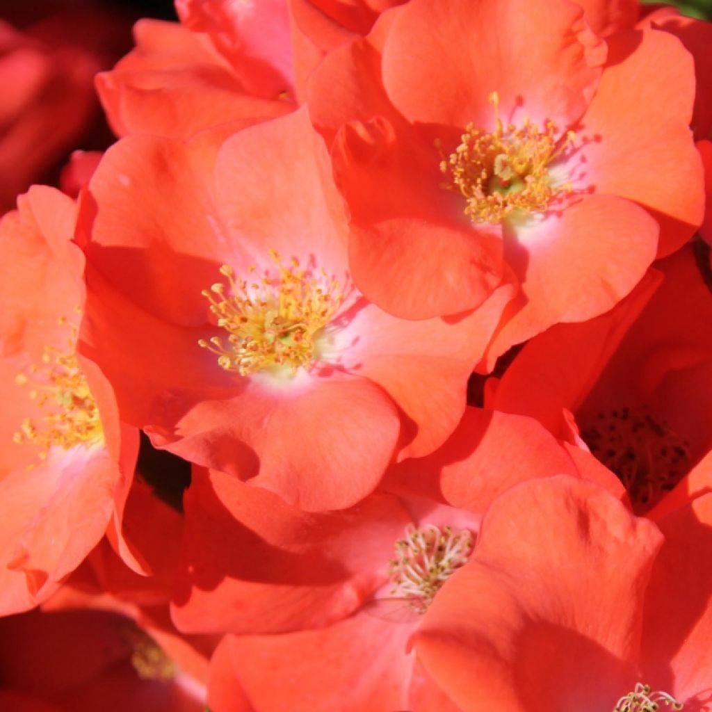 Rosier Decorosier Isalia