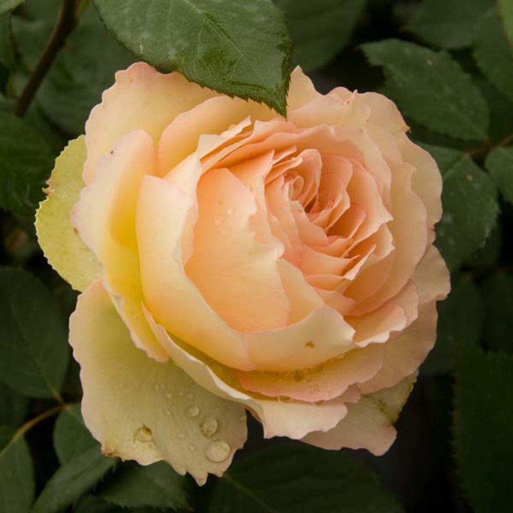 Rosal Jalitah