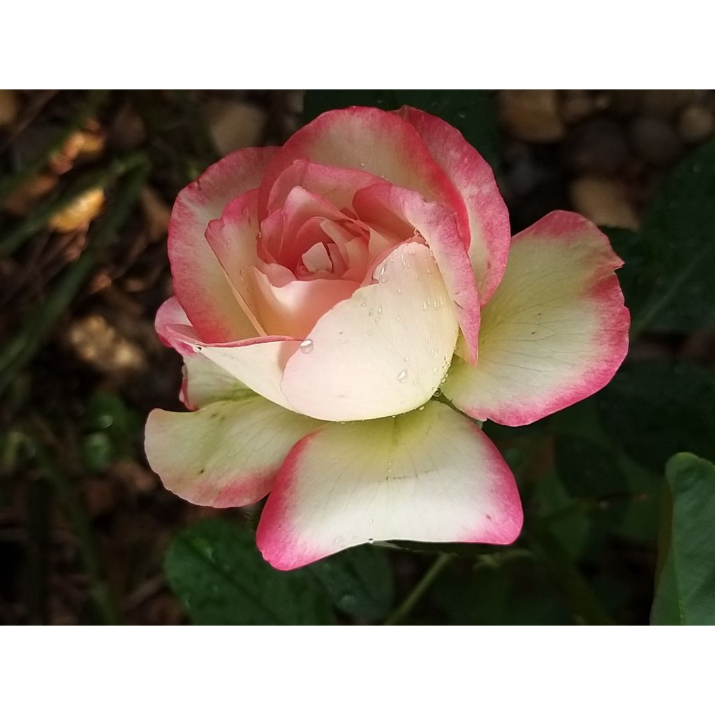 Rosal Jubilé du Prince de Monaco - Rosal arbustivo