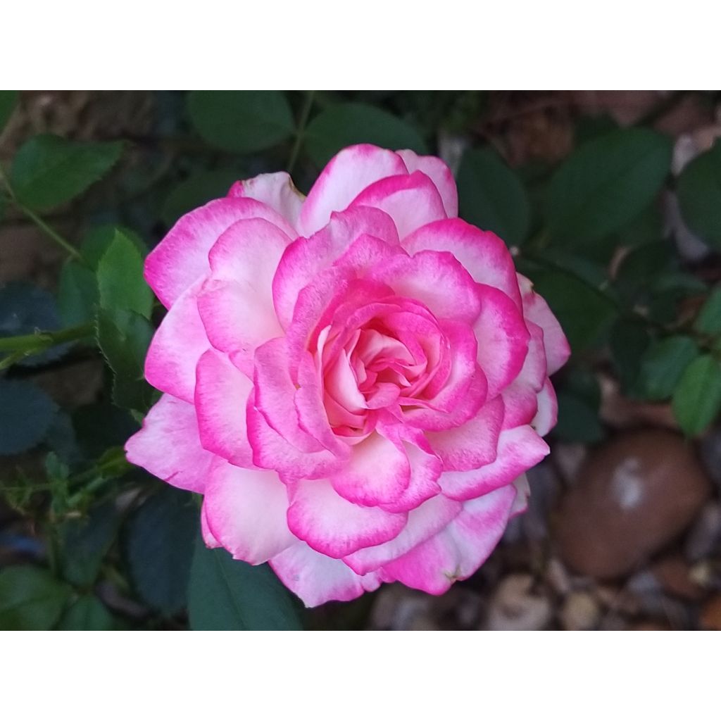 Rosal Jubilé du Prince de Monaco - Rosal arbustivo
