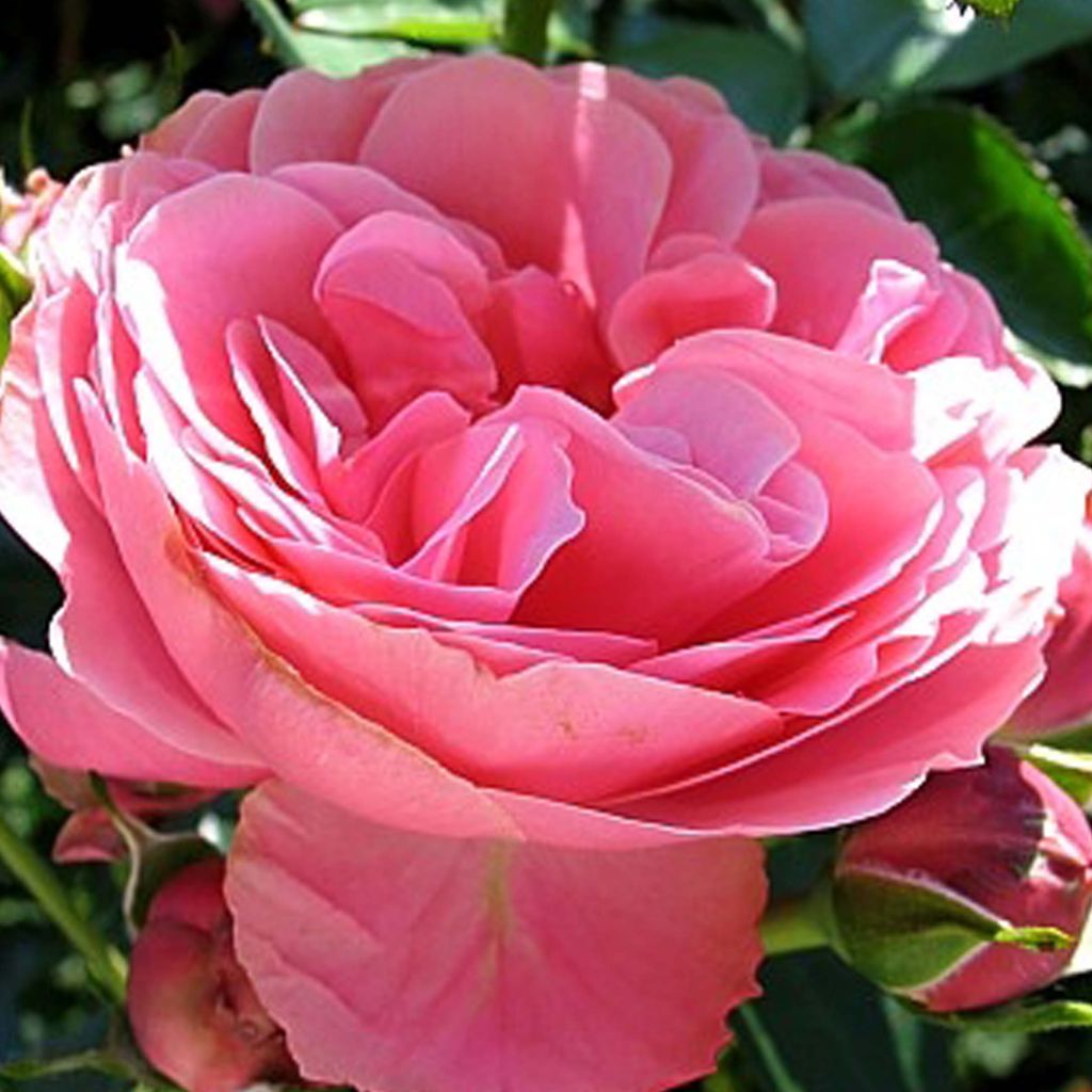Rosal Leonardo Da Vinci Meideauri