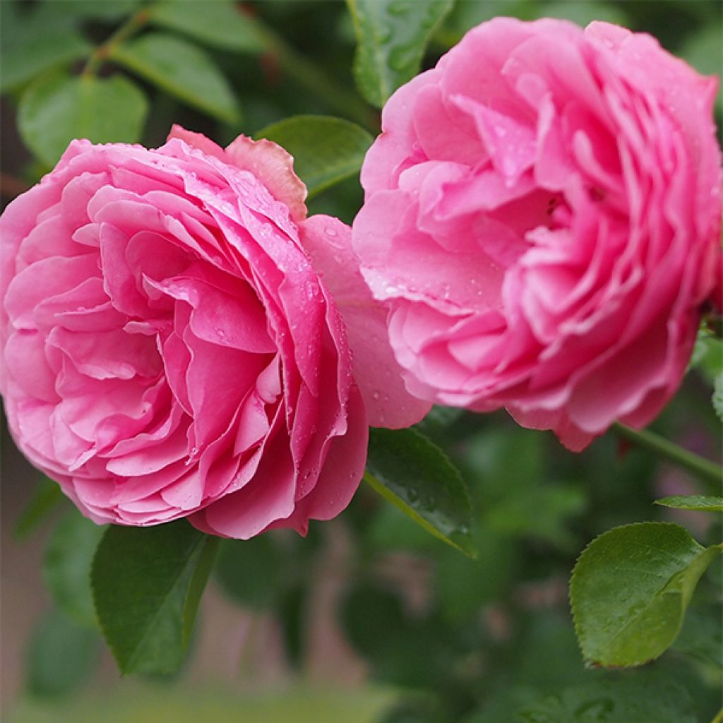 Rosal Leonardo Da Vinci Meideauri