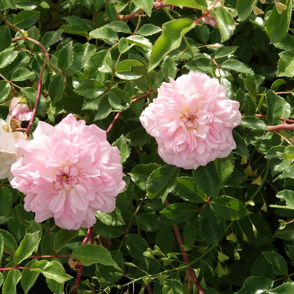 Rosal François Juranville - Rosal trepador