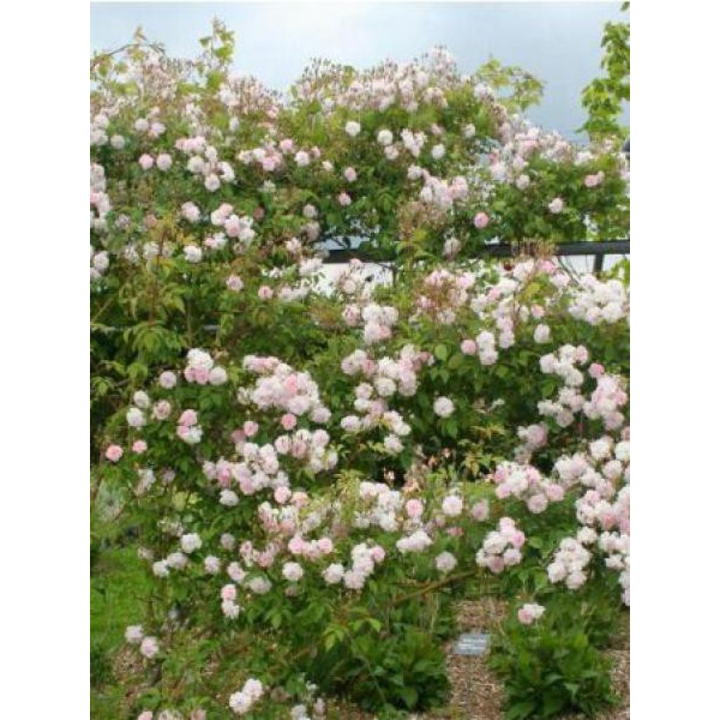 Rosal Paul's Himalayan Musk - Rosal liana